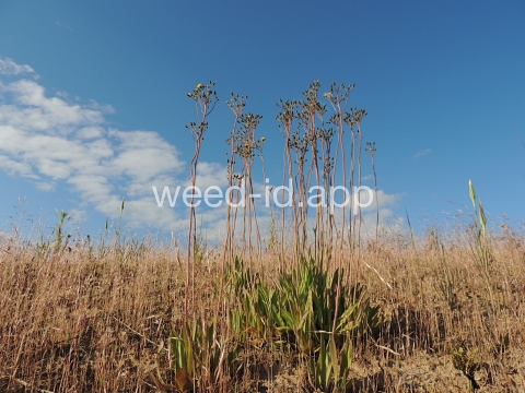 hawkweed, yellow